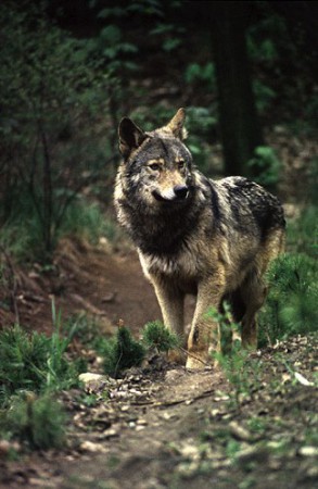 Wolfer